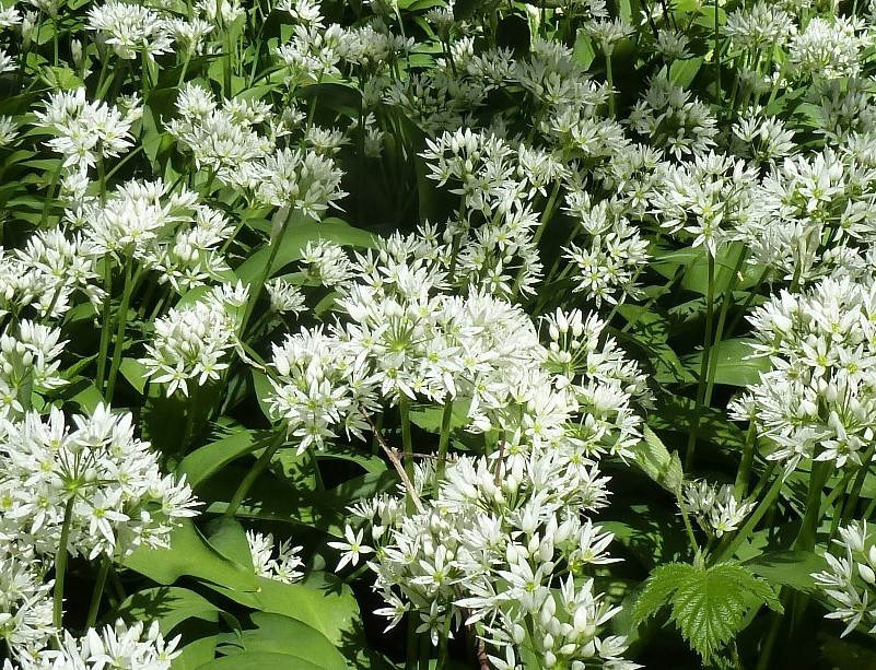 Northcliffe Ramsons, 20th May