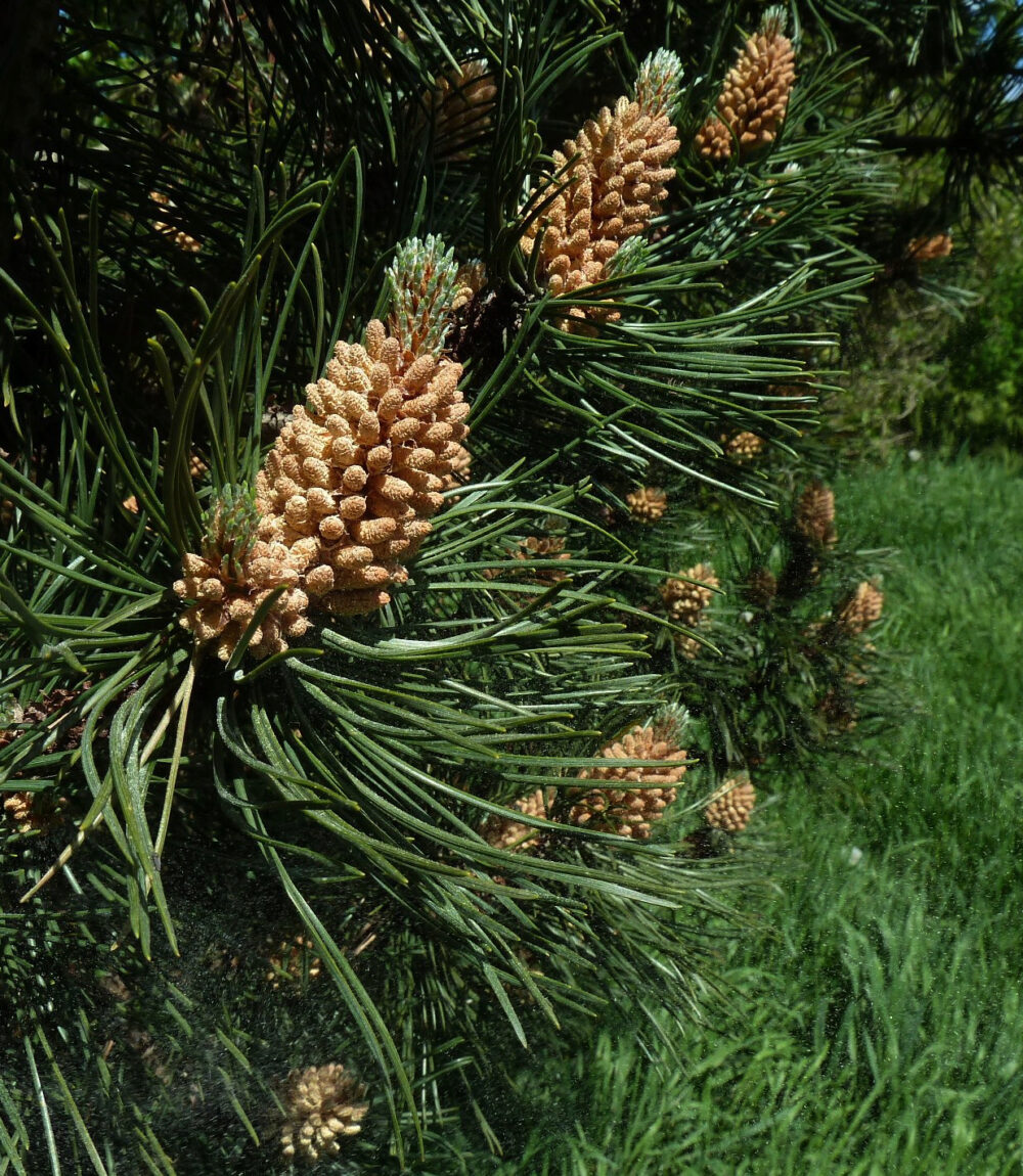 Pine Cones With Fallen Pollen