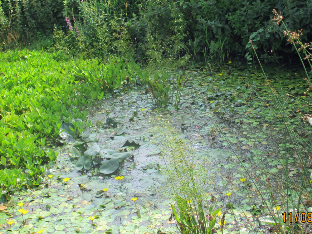 Pond With Water Plantain, 11th August