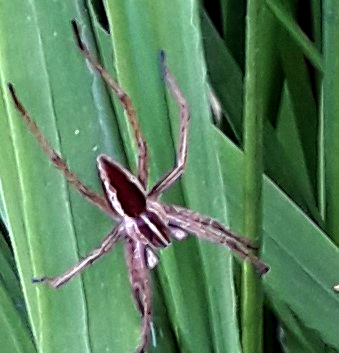 Raft Spider, 20th May