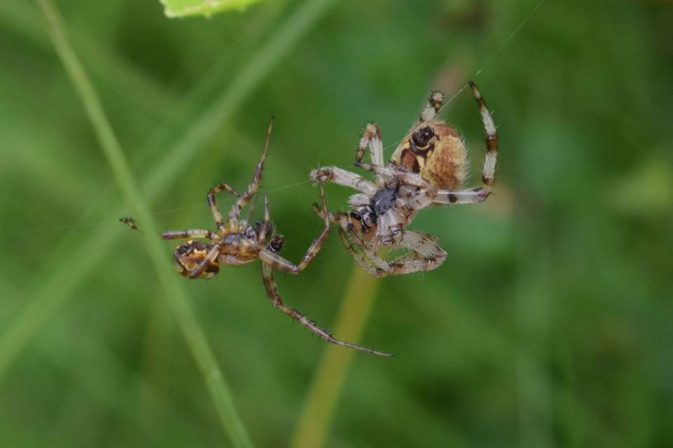 Spiders mating