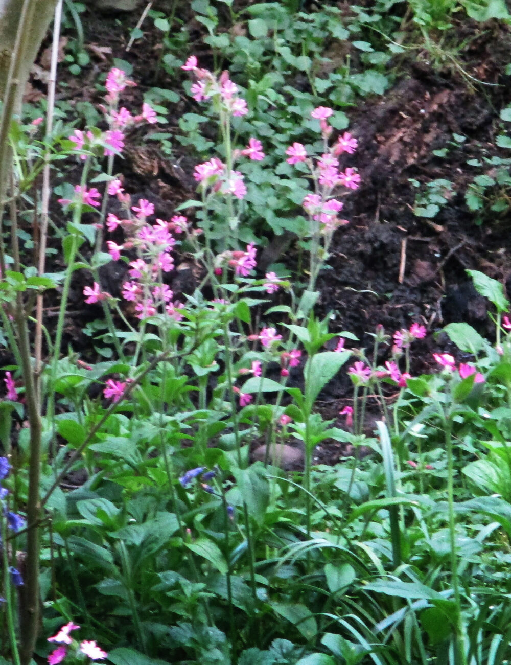 Red Campion, 5th May