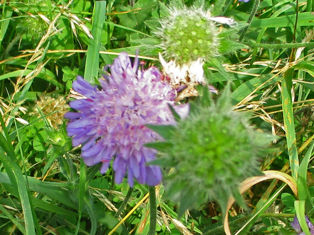 Scabious Fruit and Flower, 11th August