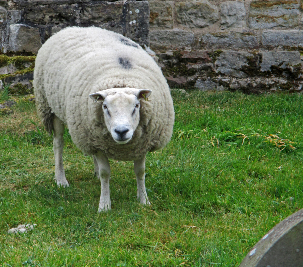 Sheep On Guard At Weston Church, 19th May