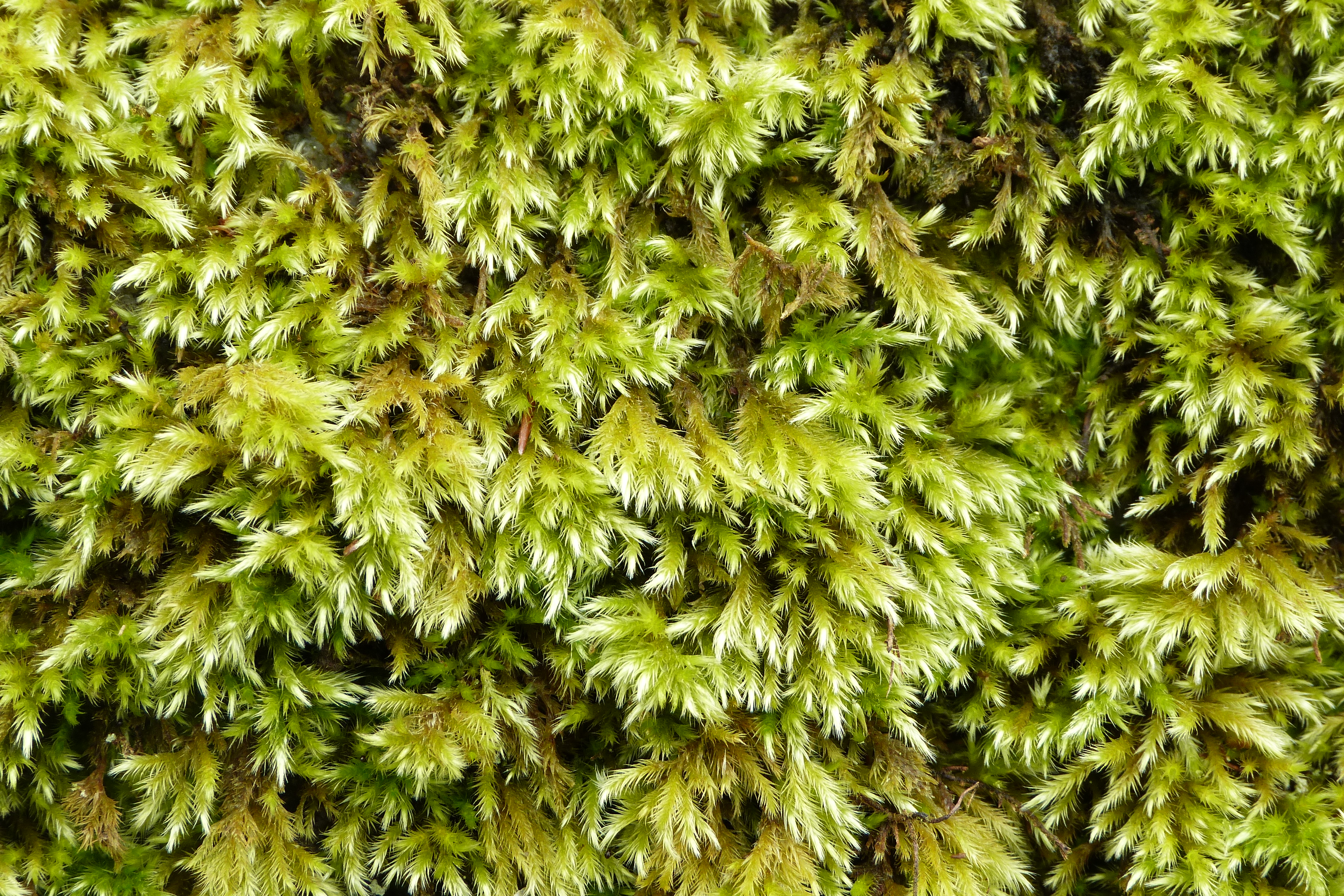 Silky Wall Feather-moss, Homalothecium sericeum, Giggleswick, Churchyard, 19.3.2
