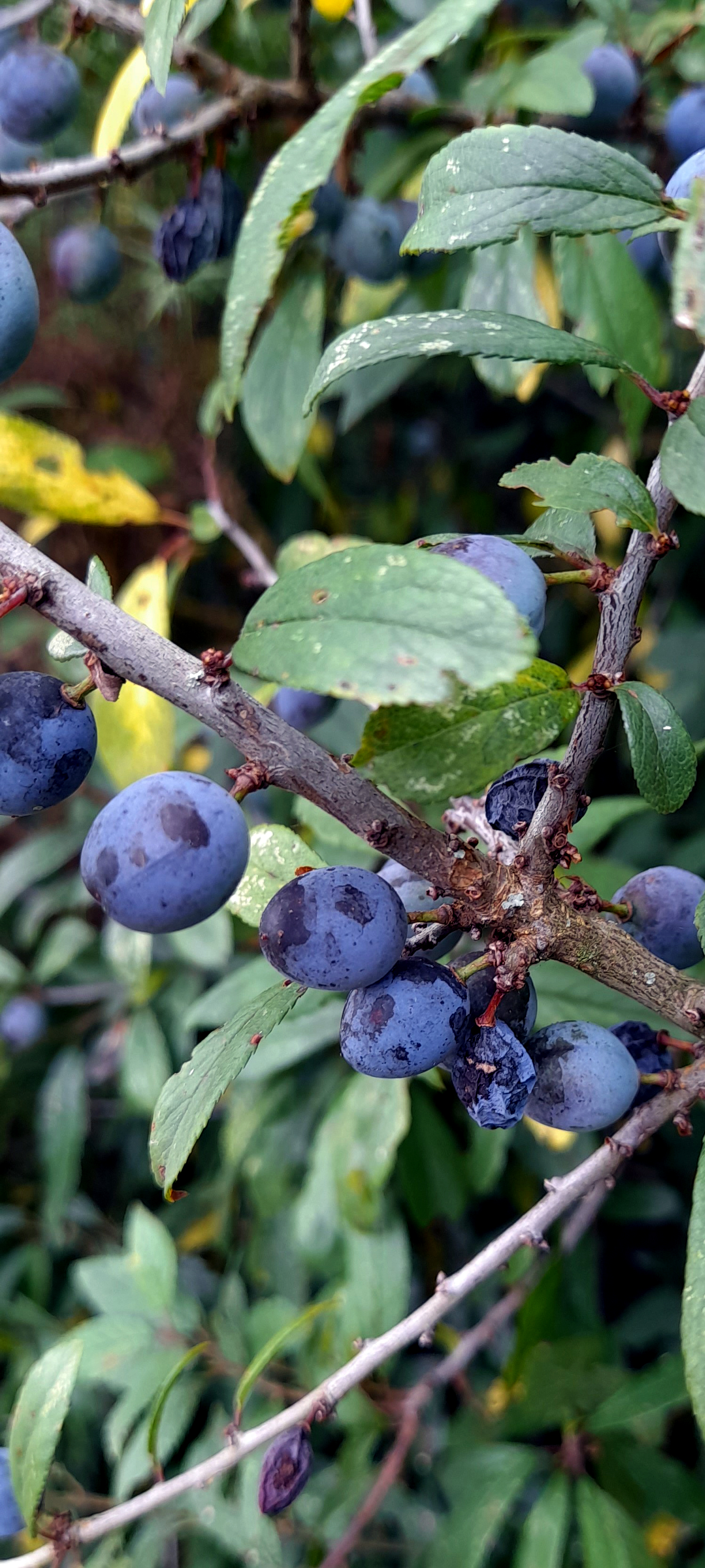 Sloes On Blackthorn, Golden Acre Park, 16th August 2022