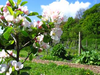 Blossom in an orchard