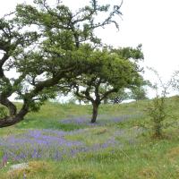 Bluebells on Brae Pasture, 16 May '23