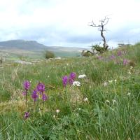 Brae Pasture, 16 May '23