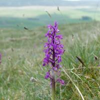 Early Purple Orchid and Penyghent, 16th May '23