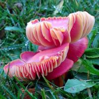 Scarlet Waxcap, St Chad's, 2021