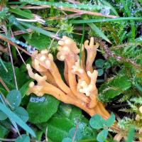 Meadow Coral fungus, St Chad's, 2021