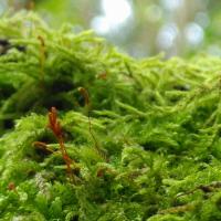 Wood Bristle-moss, Orthotrichum affine, Giggleswick Churchyard, 19.3.24