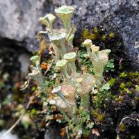 Cladonia spp. Giggleswick Churchyard, 19.3.24