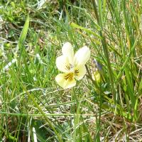 Mountain Pansy, Sulber Nick, 16 May '23