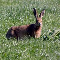 Hare, Rougemont Carr, 10th May 2022