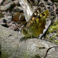 Speckled Wood, Rougemont Carr, 10th May 2022