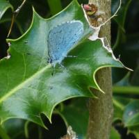 Holly Blue, Rougemont Carr, 1oth May 2022
