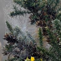 Spider Web, St Aidan's, 29th November 2022
