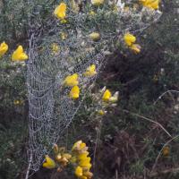 Spider Web On Gorse, St Aidan's, 29th November 2022