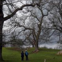 Majestic, Tall Trees, Ripley Castle, 21st March 2023