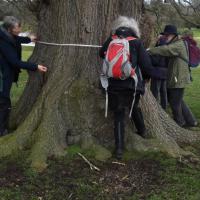Measuring The Girth Of An Oak, Ripley Castle, 21st March 2023