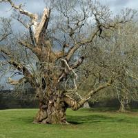 Ancient Tree, Ripley Castle, 21st March 2023