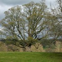 Sycamore, Ripley Castle, 21st March 2023