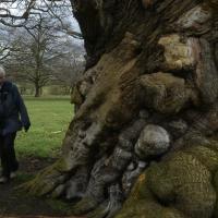Exploring A Knobbly Old Sweet Chestnut Tree, Ripley Castle, 21st March 2023