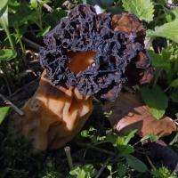 Morel Fungus, Boston Spa, 4th April 2023