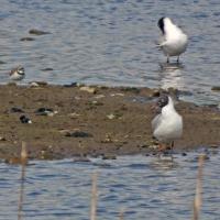 Spot The Little Ringed Plover Near The Gulls, Staveley Nature Reserve, 18th April 2023
