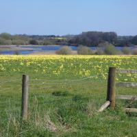 View Of Cowslips and The Lagoon, Staveley Nature Reserve, 18th April 2023