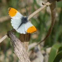 Orange-tip Butterfly, Staveley Nature Reserve, 18th April 2023