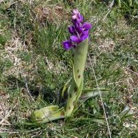 Early Purple Orchid, Silverdale, 25th April 2023