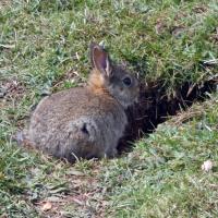 Rabbit, Silverdale, 25th April 2023