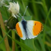 Orange-tip Butterfly, Brockadale, 9th May 2023