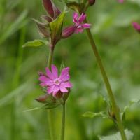 Red Campion, Brockadale, 9th May 2023