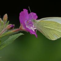 Small White, Ripon City Wetlands, 18th July 2023
