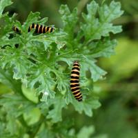 Cinnabar Moth Caterpillars, Ripon City Wetlands, 18th July 2023