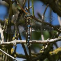 Male Migrant Hawker, 15th August 2023, Ledsham Bank