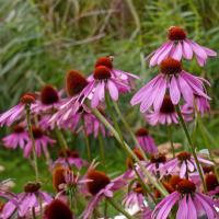 Echinacea, Caring For Life, 22nd August 2023