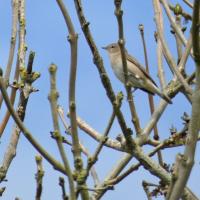 Garden Warbler, Oxenber Wood, 7th May 2024