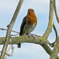 Robin, Oxenber Wood, 7th May 2024