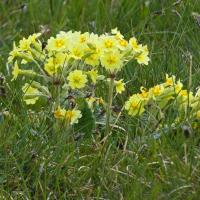 False Oxlip, Oxenber Wood, 7th May 2024