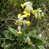 Cowslip, Oxenber Wood, 7th May 2024