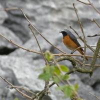 Redstart, Oxenber Wood, 7th May 2024