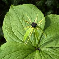 Herb Paris, Austwick, Near Oxenber Wood, 7th May 2024