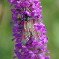 Six-spot Burnet Moth, Nob End, 4 July 23