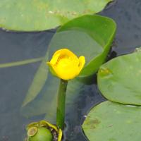 Yellow Water-lily, Nob End, 4 July 23