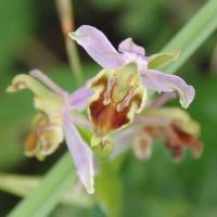 Bee Orchid (unfurling?), Nob End, 4 July 23